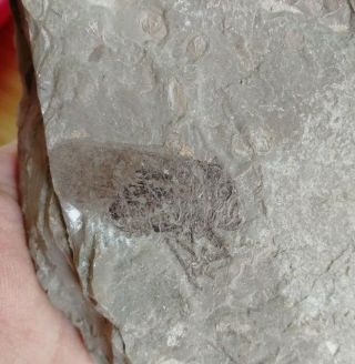 Rare Insect （cicada ？？） Fossil，jurassic,  Jehol Group， Chaoyang，china Af41