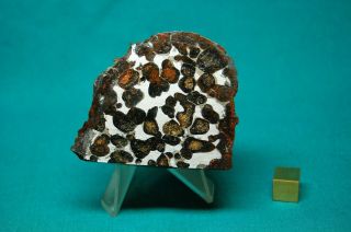 Sericho Meteorite Pallasite 116.  9 Grams