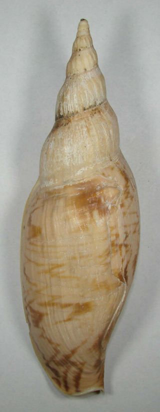 Voluta Fissurata 173.  50mm Rare Specimen Alderman Island,  Zealand