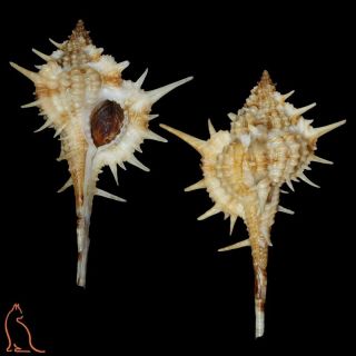 Murex Vokesimurex Anniae,  Colombia,  Muricidae Sea Shell