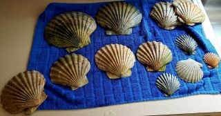 Chesapecten Jeffersonious Shells