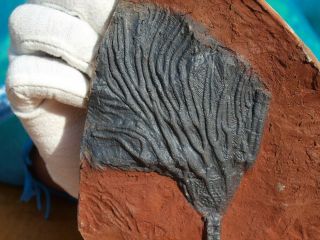 Detailed Scyphocrinites Crinoid Fossil From Morocco " 480 Million Years Old