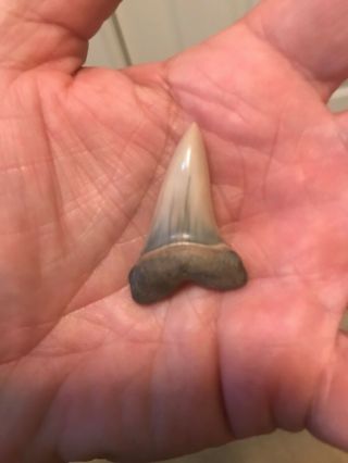 Razor Sharp Glossy 1.  7 " Fossil Mako Shark Tooth Lee Creek Mine Aurora,  Nc