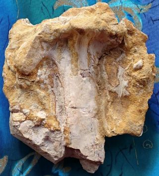 Dinosaur Fossil Bone Unidentified In Matrix,  Kem Kem Beds,  Morocco,  Cretaceous