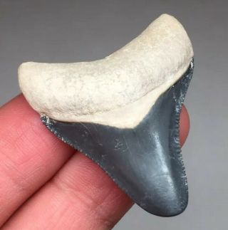 Bone Valley Megalodon Gem Shark Tooth Fossil Teeth Tiger Era Necklace Jaws