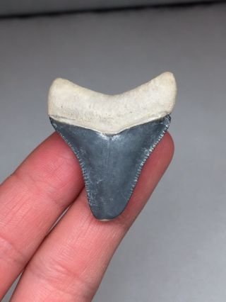 Bone Valley Megalodon Gem Shark Tooth Fossil Teeth Tiger Era Necklace Jaws 3