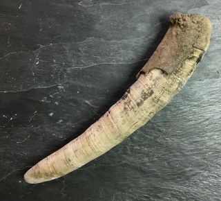 Large Aurora Kogiopsis Fossil Sperm Whale Tooth