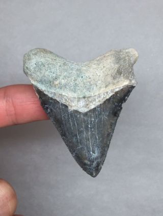 Large Bone Valley Megalodon Fossil Sharks Tooth Shark Teeth Meg Jaws Gem Rock 2