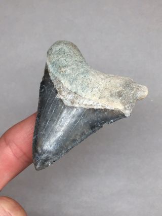 Large Bone Valley Megalodon Fossil Sharks Tooth Shark Teeth Meg Jaws Gem Rock 3