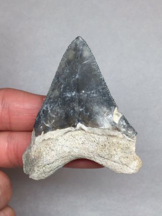 Large Bone Valley Megalodon Fossil Sharks Tooth Shark Teeth Meg Jaws Gem Rock 4