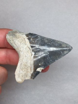 Large Bone Valley Megalodon Fossil Sharks Tooth Shark Teeth Meg Jaws Gem Rock 5