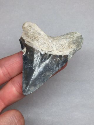 Large Bone Valley Megalodon Fossil Sharks Tooth Shark Teeth Meg Jaws Gem Rock 6