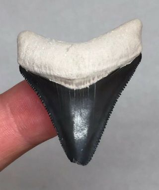 Bone Valley Megalodon Shark Tooth Fossil Sharks Teeth Gem Collectors Meg Jaws