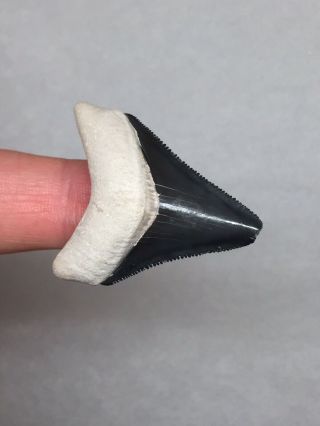 Bone Valley Megalodon Shark Tooth Fossil Sharks Teeth Gem Collectors Meg Jaws 2