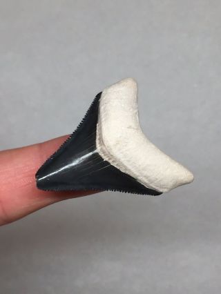 Bone Valley Megalodon Shark Tooth Fossil Sharks Teeth Gem Collectors Meg Jaws 3