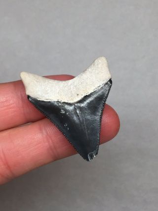 Bone Valley Megalodon Shark Tooth Fossil Sharks Teeth Gem Collectors Meg Jaws 4