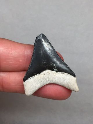 Bone Valley Megalodon Shark Tooth Fossil Sharks Teeth Gem Collectors Meg Jaws 5