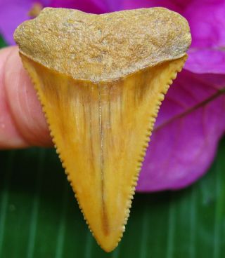 Colorful Chilean Fossil Great White Shark Tooth Chile Not Megalodon Teeth