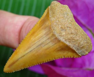 Colorful CHILEAN Fossil Great White SHARK TOOTH Chile not Megalodon teeth 2