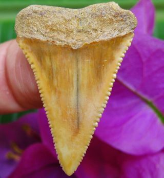 Colorful CHILEAN Fossil Great White SHARK TOOTH Chile not Megalodon teeth 3