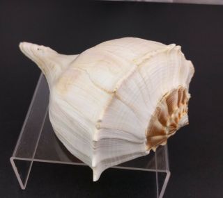 White Whelk Shell Seashell Beach Nautical Craft Decor Collector Left