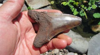 Fossil Angustiden Megalodon Shark Tooth Shark Tooth 3.  673 Inches