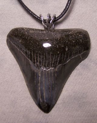 1 15/16 Megalodon Shark Tooth Teeth Wireless Pendant Fossil Necklace Jaw Scuba