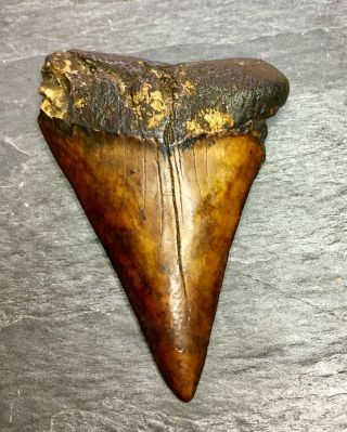 Huge Orange Carcharodon Hastalis Ancestral White Shark Tooth