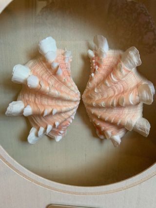 Beautifully Framed Tridacna Squamosa W/pink/peach Fluted Ruffled Clam Shell