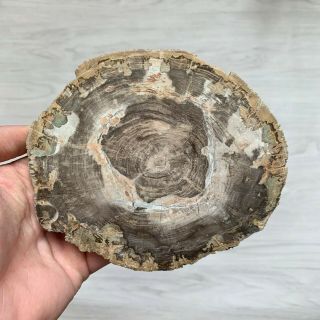 390g Petrified Wood Specimen Slab Fossil Polished Rock Madagascar F018