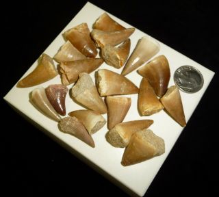 Mosasaur Teeth Fossil Specimens Africa 48 grams Dino 2