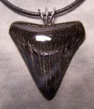 1 7/16 Megalodon Shark Tooth Teeth Wireless Pendant Fossil Necklace Jaw Scuba