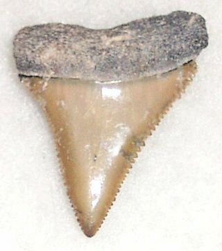 Colorful Sharply Serrated 1 3/8 " Fossil Great White Shark Tooth - Venice,  Fl