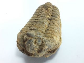 Fossil Trilobite Flexiclaymene Ouzregui (ea3789) Devonian.  Morocco