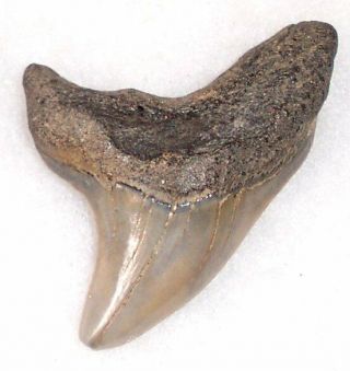 Large 1 11/16 " Fossil Extinct Giant Thresher Shark Tooth
