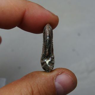 32mm Quenstedtoceras Pyrite Ammonite Fossils Callovian Fossilien Russia pendant 5