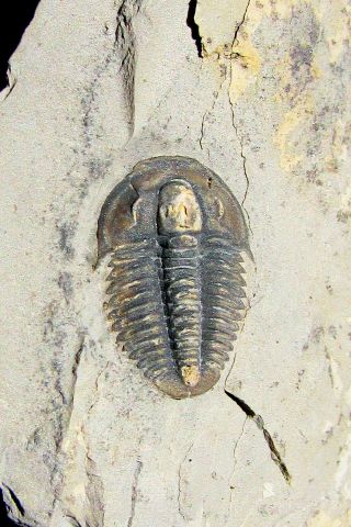Rare Modocia Nuchaspina Trilobite Fossil