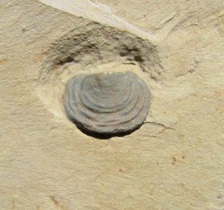 Rare Stenothecoides Gastropod Fossil Lower Cambrian