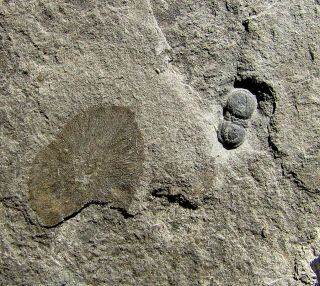 Sweet Choia Sponge Fossil With Pseuodophalacroma Agnostid