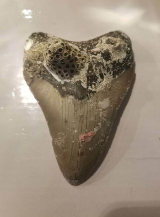 4.  56 Inch Prehistoric Megalodon Sharks Tooth Fossil