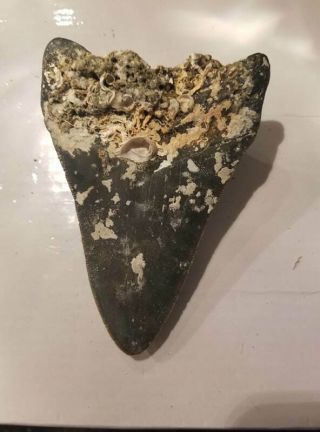 4.  44 Inch Prehistoric Megalodon Sharks Tooth Fossil