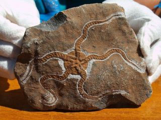 Fossil Starfish Geocoma Corinata From Morocco 150 Million Years Old