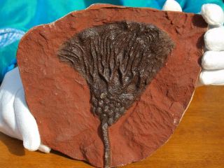 Detailed Scyphocrinites Crinoid Fossil From Morocco 6.  0 " 480 Million Years Old