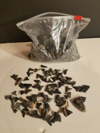 3 Pound Bag Of Fossil Sharks Teeth,  Thousands,  All Sizes