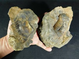 A Big 100 Natural Asaphellus? Trilobite Fossil In A Huge Split Nodule 2032gr E