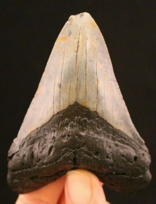 Megalodon Shark Tooth 3.  60 " Extinct Fossil Authentic Not Restored (cg10 - 176)