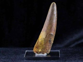Xl 3.  1 In Spinosaurus Tooth 100 Million Yrs Ago Cretaceous Dinosaur Stand