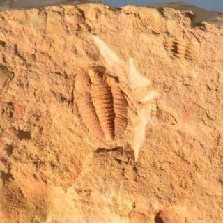 Unusual Hewenia Sp Trilobite From The Cambrian Of China Guangxi