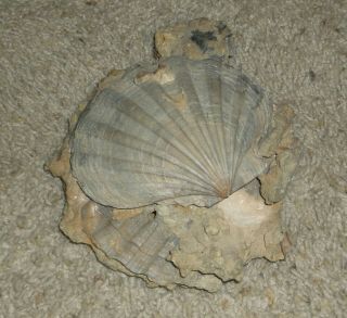 Very Detailed Giant Clam Fossil In Martix