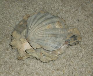 VERY DETAILED GIANT CLAM FOSSIL IN MARTIX 4